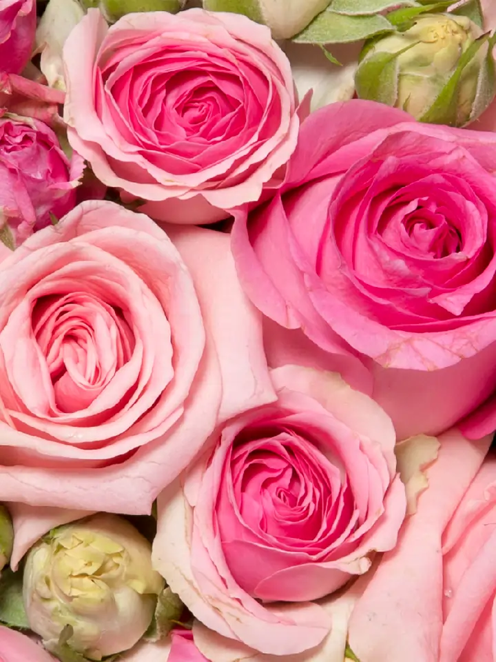 Cuore di rose rosa macro